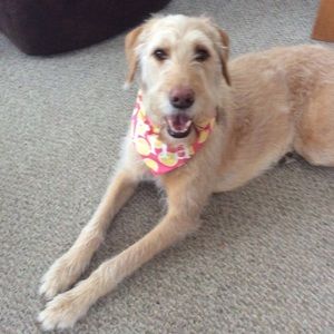 Thank you @madisynschultz for the bandanna! ❤️